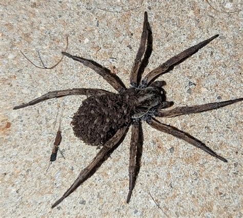 This Wolf Spider on my porch, carrying her babies on its back. : r ...