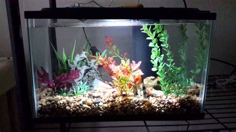 Natural 5 gallon betta fish tank - YouTube