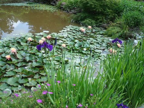 Love the water lilies....must add some to my pond! | Water lilies, Plants, Water plants