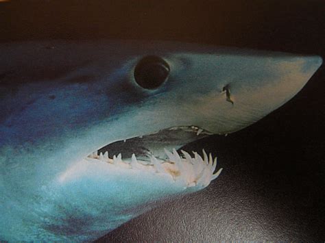File:Close up of mako shark head 005.jpg - Wikimedia Commons