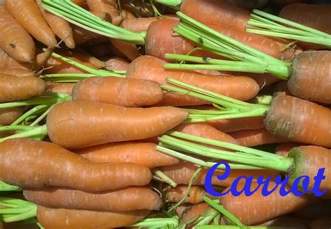 Carrot; Scientific name, Chemical Compositions,Used Parts, Interesting Facts, Medicinal Uses.