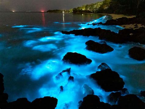 Bioluminescence in Jervis Bay - Dolphin Watch Cruises Jervis Bay