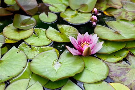 Plant a water lily (project) - gardenersworld.com