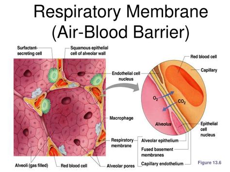 PPT - Function of the Respiratory System PowerPoint Presentation, free download - ID:1712101