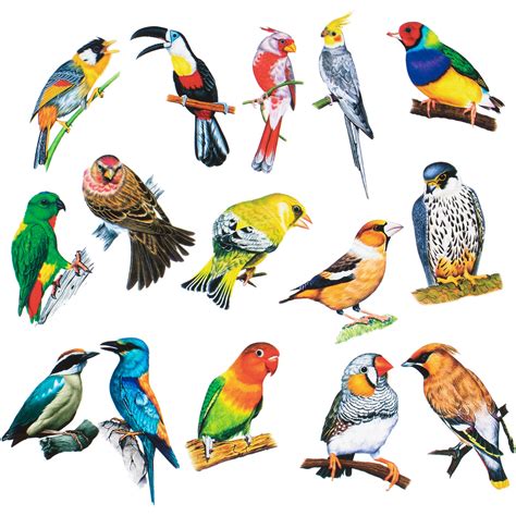 Bird Stickers Pack of 30-count – FUNSHOWCASE