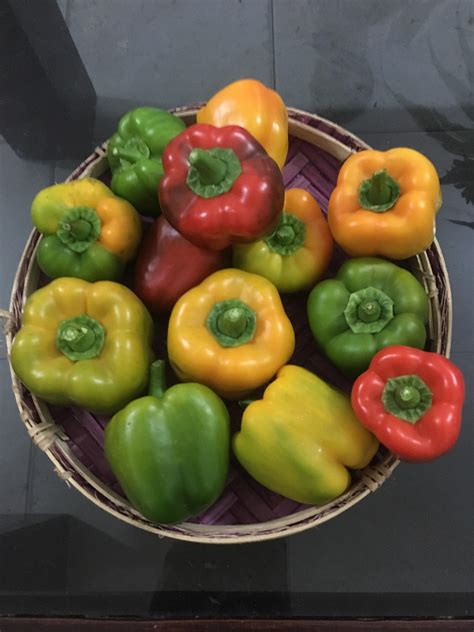 My bell pepper harvest after 5 months hard work. It’s not much but I ...