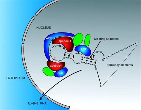 C-to-U RNA Editing: Mechanisms Leading to Genetic Diversity* - Journal of Biological Chemistry