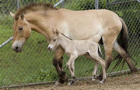 ZooBorns | Horses, Baby horses, Beautiful horses