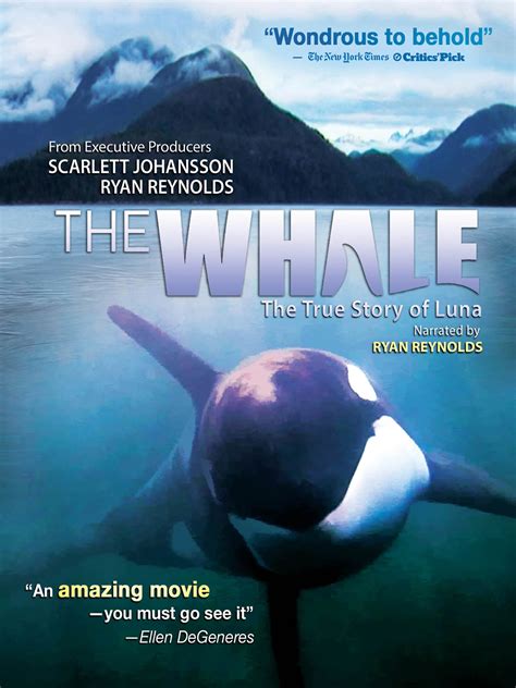 The Whale - Where to Watch and Stream - TV Guide