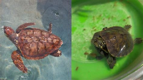 How Do Turtles Poop? (Everything You REALLY Need to Know!) - Online ...