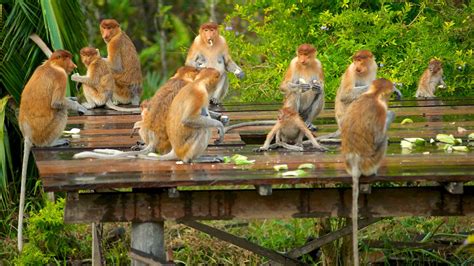 Labuk Bay Proboscis Monkey Sanctuary in Sandakan, | Expedia