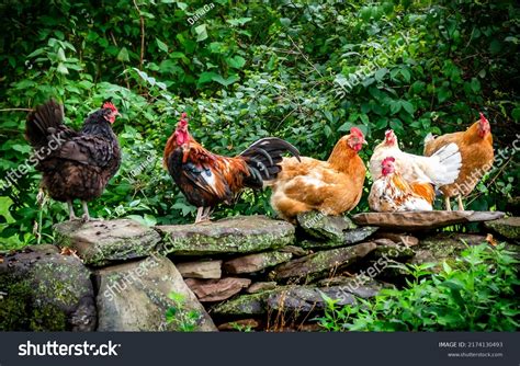 188,079 Rooster Hen Images, Stock Photos & Vectors | Shutterstock