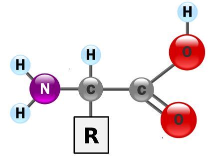 Polypeptide Structure, Formation & Examples - Lesson | Study.com