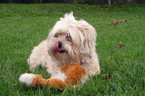 Yorkie Bichon Dog Breed Health, Temperament, Training, Feeding and ...