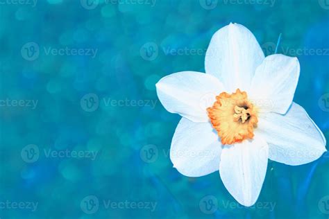 Spring flowers of daffodils. 9894698 Stock Photo at Vecteezy