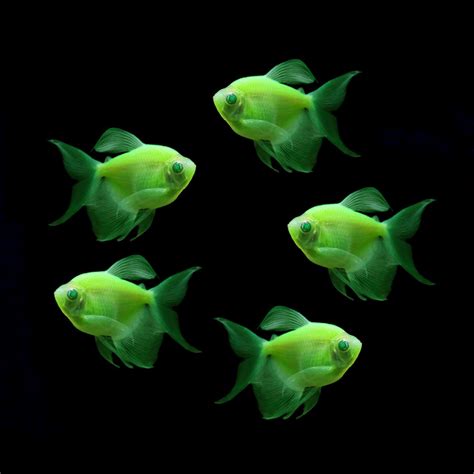 GloFish® Long-Fin Tetra "Pick Your Color" Collection – GloFish, LLC