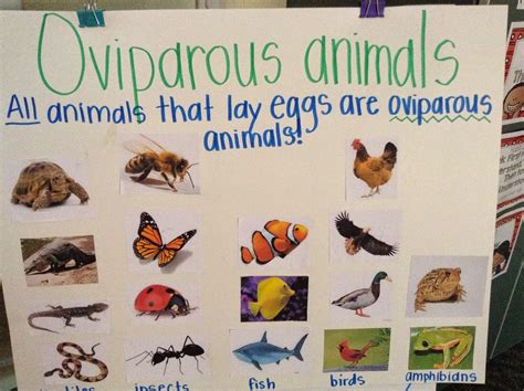 What Are Oviparous Animals? | Fort Kindergarten