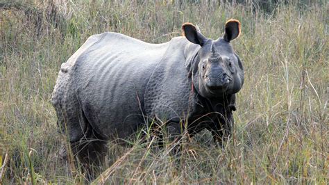 One-Horned Rhino Tour in Nepal - Tiger Encounter