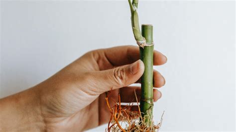 Lucky bamboo propagation guide - Plant Propagation