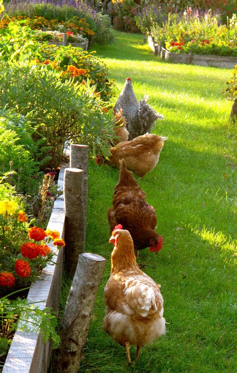 6 Farm Animals Barn Chicken Coops - AMP