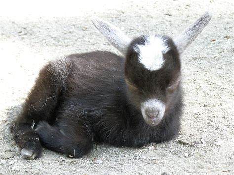 Sleepy Black and White Baby Goat Resting Photograph by DejaVu Designs ...