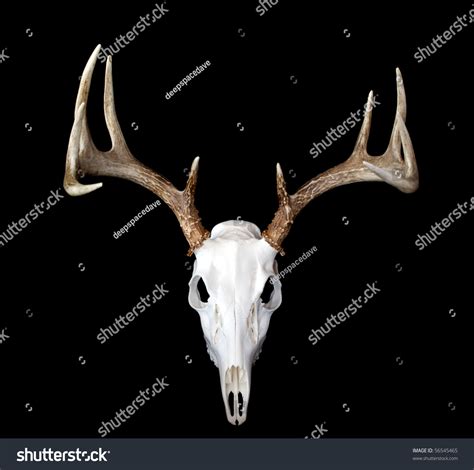 328 Whitetail Deer Skull Stock Photos, Images & Photography | Shutterstock