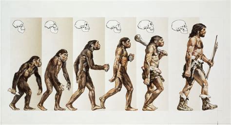 Evolucion Biologica