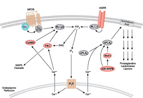 Cell Signaling Technology Pathways | CST