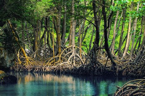 Ngetrip ke Wisata Hutan Mangrove di Indonesia, Coba 3 Rekomendasi Ini ...