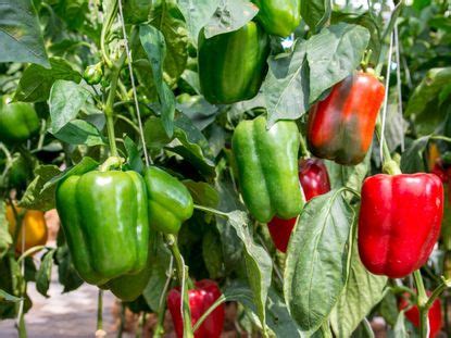 Pepper Sunscald - Preventing Sunscald On Pepper Fruit | Gardening Know How