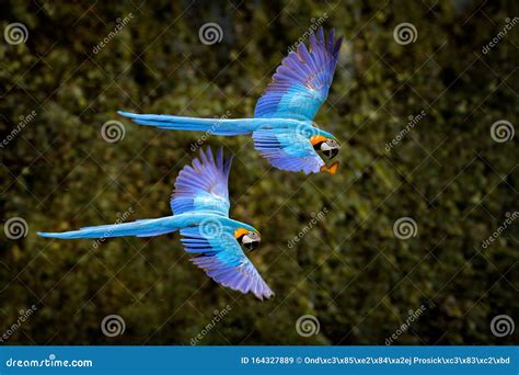 Macaw Parrot in Flight. Big Blue Ara Ararauna in the Dark Green Forest ...