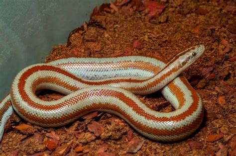 Rosy Boa Care, Temperament, Lifespan & Enclosure - AZ Reptiles