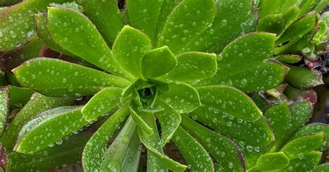 How-to-protect-succulents-from-too-much-rain - SUCCULENTdotCARE