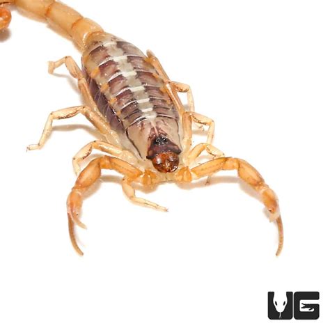 African Striped Bark Scorpions (Uroplectes vittatus) For Sale ...