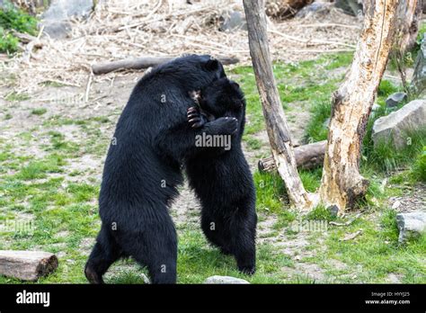 Black bear cubs fighting and playing with each other Stock Photo - Alamy