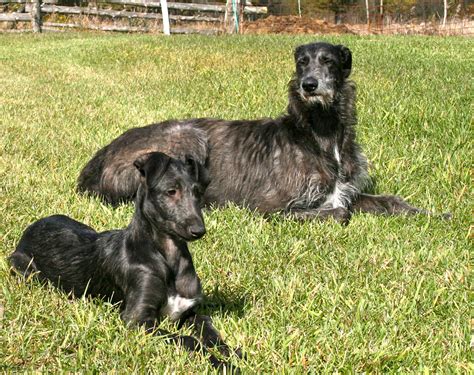 Resting Scottish Deerhound dogs photo and wallpaper. Beautiful Resting Scottish Deerhound dogs ...