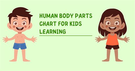 Human Body Parts Chart With Name ~ Liver Clipart Body Organ System, Liver Body Organ System ...