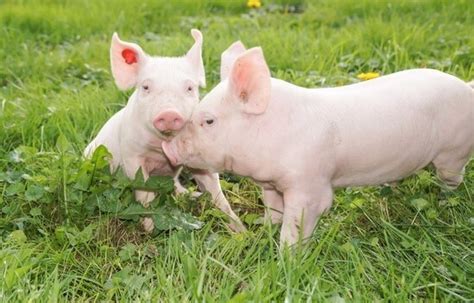 Pigs - Farm Animals Facts & News