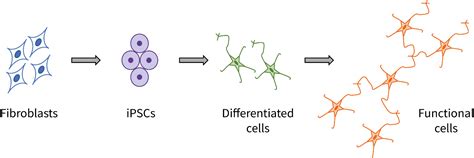 Development of iPSC-derived Disease Models | BioInformant