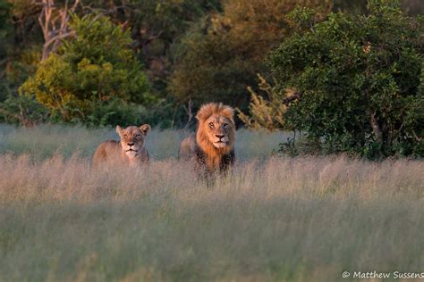 Go on a Safari in the Kruger National Park - live online tour from ...