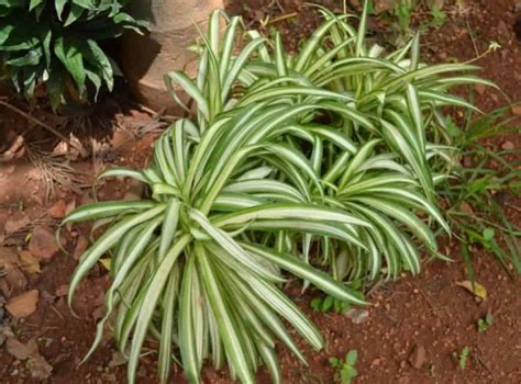 Growing Spider Plants As Groundcover: Spider Plant Groundcover In The Outdoors | Yard Kidz