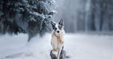 Winter Inspired Names for Your Dog