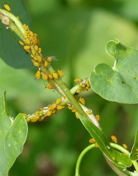 Garden Aphids Control Methods - A Complete Guide | Gardening Tips