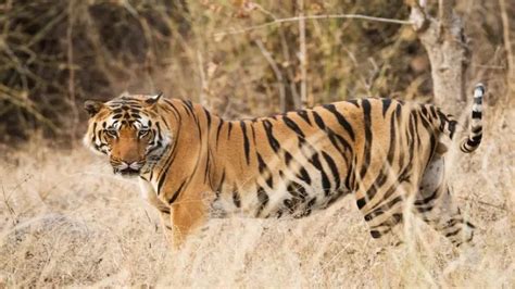 How many safari zones are there in Ranthambore National Park?