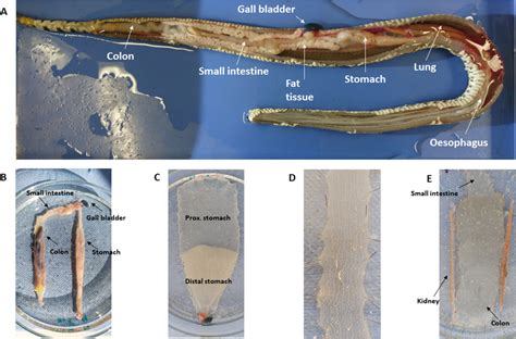 Anatomy of Crotalus atrox. A Internal organs in their original ...