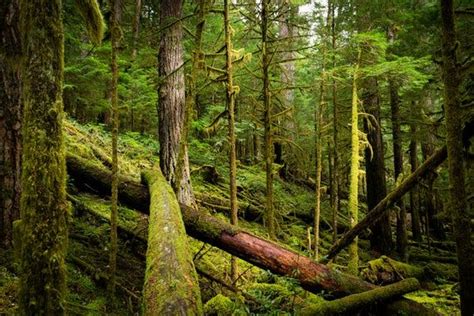 Fine art photograph of an old growth forest in Oregon Fine Art Landscape Photography ...