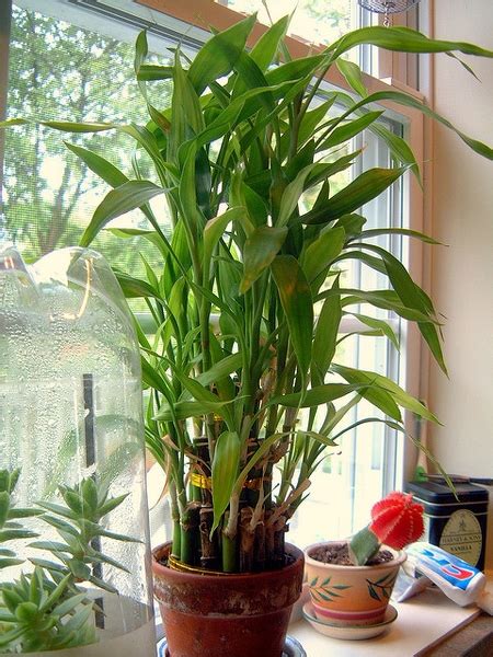 Indoor Bamboo Plants