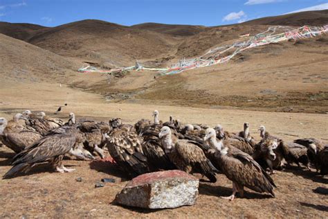 Tibetan sky burial | Travel Pictures