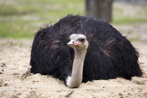 Ostrich Symbolism & Meaning (+Totem, Spirit & Omens) - World Birds