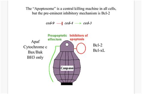 Cell Path Lecture 8: Cell Death Mechanisms Flashcards | Quizlet